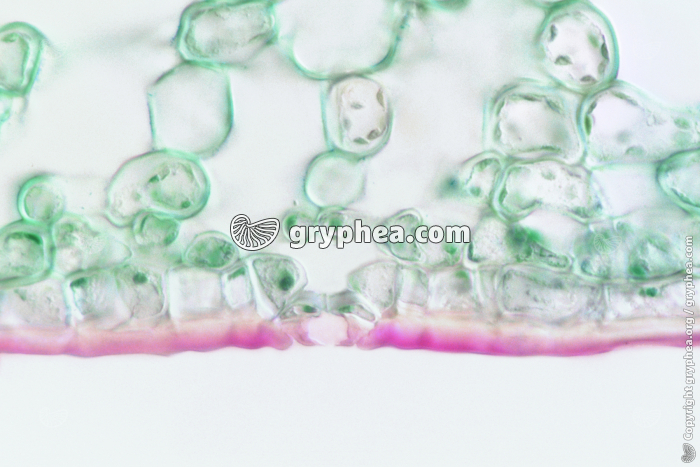 Stomate de feuille de Houx en CT x100 - gryphea.org